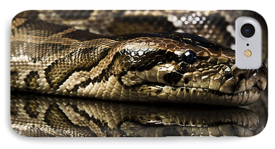 Snake iPhone 7 Case featuring the photograph Snake #3 by Gunnar Orn Arnason