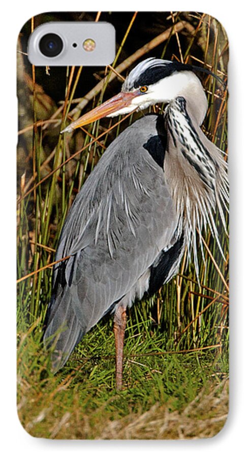 Heron iPhone 7 Case featuring the photograph Grey Heron #5 by Paul Scoullar