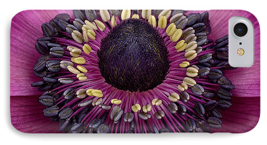 Anemone iPhone 7 Case featuring the photograph Anemone #8 by Mark Johnson