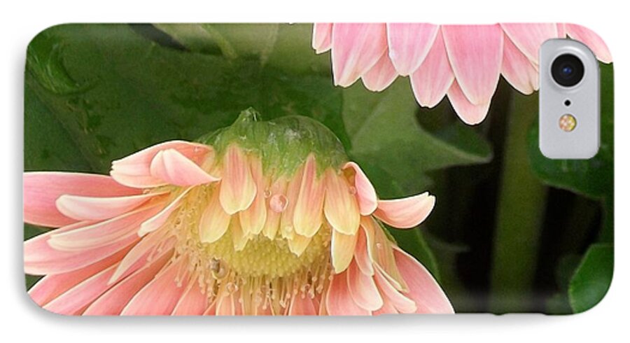 A Curtsy iPhone 7 Case featuring the photograph A Curtsy by Elizabeth Sullivan