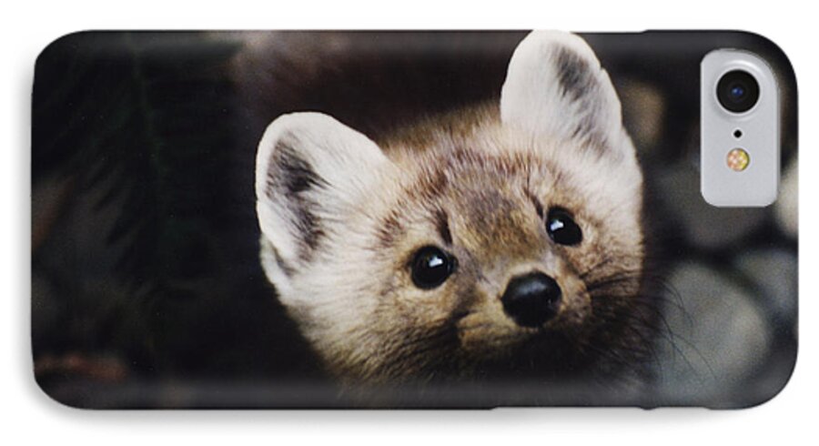 Small Animal iPhone 7 Case featuring the photograph A little Martin looking up at me. by Myrna Walsh