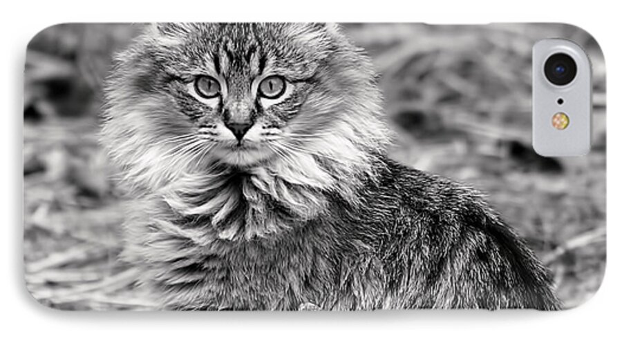 Cat iPhone 7 Case featuring the photograph A Young Maine Coon by Rona Black