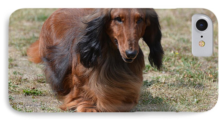 Daschund iPhone 7 Case featuring the photograph Adorable Long Haired Daschund Dog by DejaVu Designs