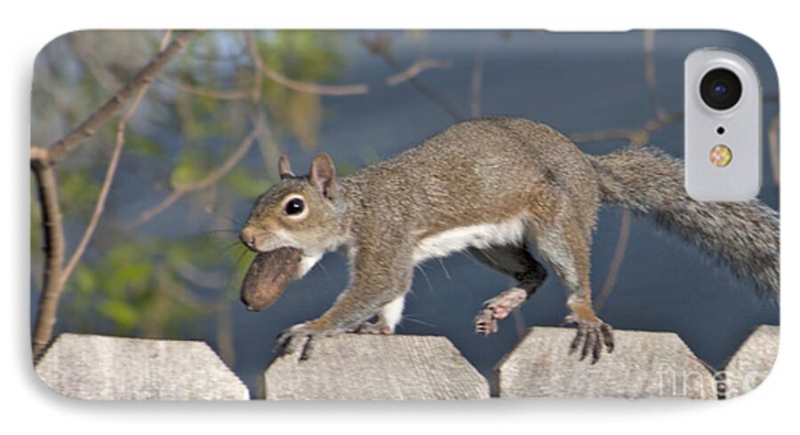 Squirrel iPhone 7 Case featuring the photograph Ahhh Nuts by D Wallace