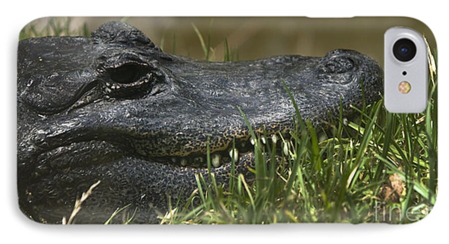  American Alligator iPhone 7 Case featuring the photograph American Alligator Closeup by David Millenheft