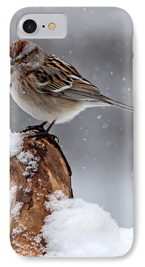 American Tree Sparrow iPhone 7 Case featuring the photograph American Tree Sparrow in Snow by Dawn Key