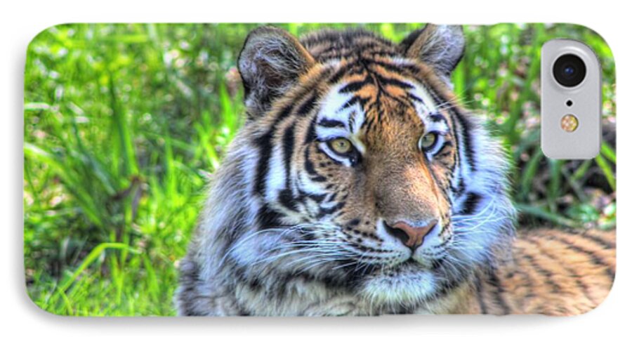 Amur Tiger iPhone 7 Case featuring the photograph Amur Tiger 6 by Jimmy Ostgard