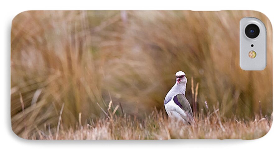 Animal iPhone 7 Case featuring the photograph Andean Lapwing by Jean-Luc Baron