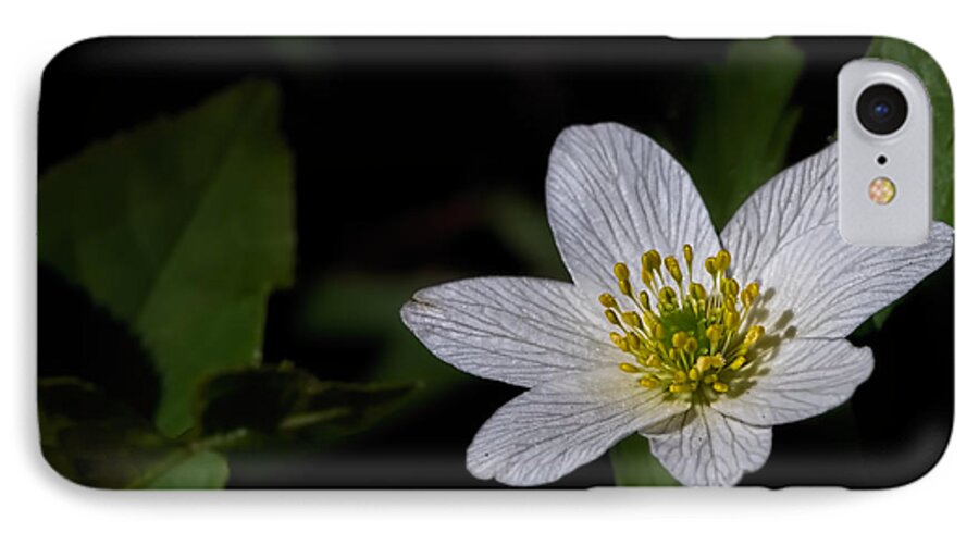 Enk�ping iPhone 7 Case featuring the photograph Anemone nemorosa by Leif Sohlman by Leif Sohlman