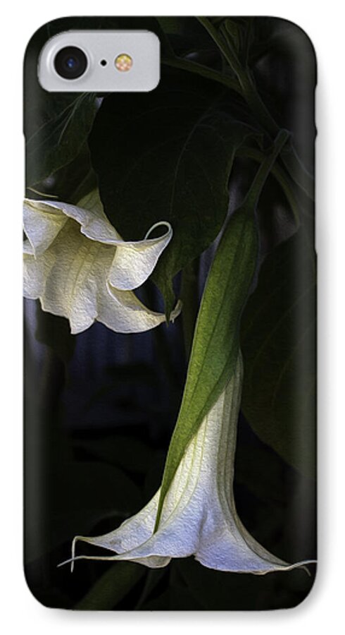 Angel Trumpet iPhone 7 Case featuring the photograph Angel Trumpet by Wayne Meyer