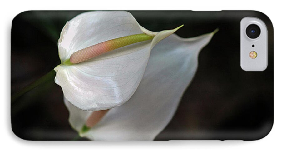 Anthurium iPhone 7 Case featuring the photograph Anthurium by Winston D Munnings