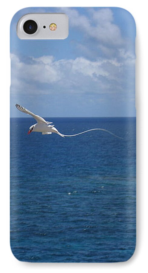 Seabird iPhone 7 Case featuring the photograph Antigua - In flight by HEVi FineArt