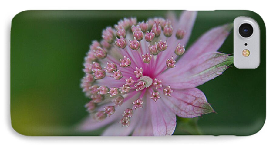 Plants Flowers Floral Petals Nature mother Nature Stem Colours Pink Macro Astrantia iPhone 7 Case featuring the photograph Astrantia up close by Celine Pollard