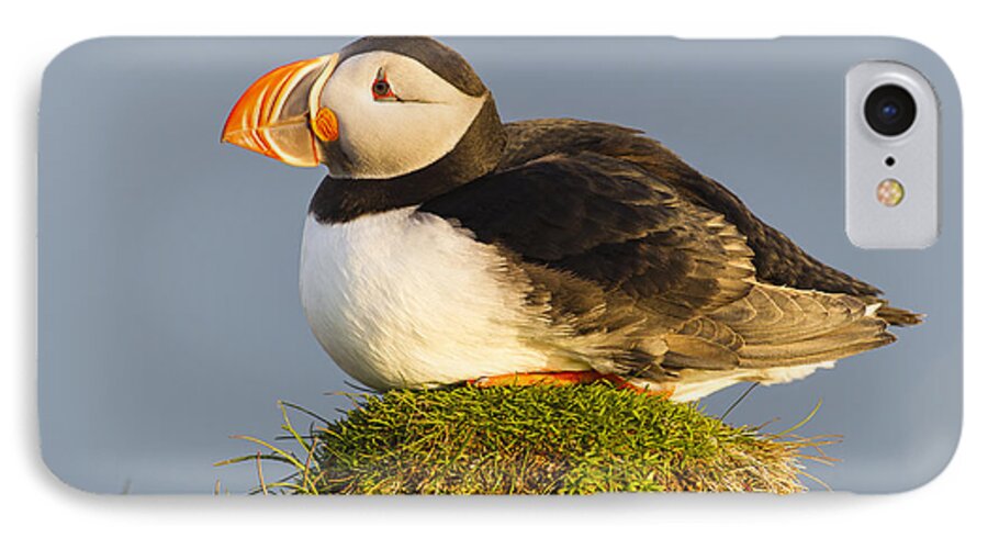 Nis iPhone 7 Case featuring the photograph Atlantic Puffin Iceland by Peer von Wahl