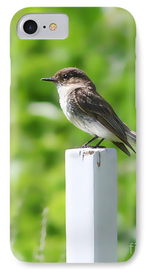 Christian iPhone 7 Case featuring the photograph Attentive Phoebe by Anita Oakley