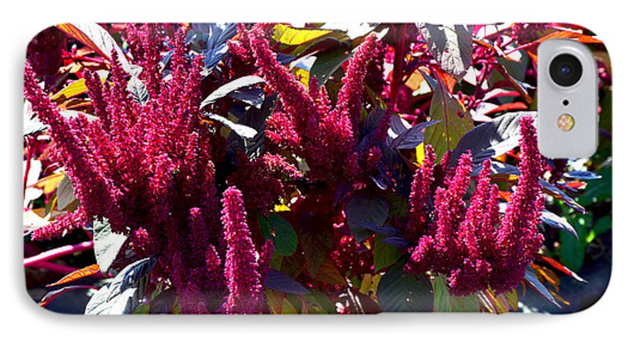 Flora iPhone 7 Case featuring the photograph Autumn Magenta Jewel Alstede Farm by Maureen E Ritter
