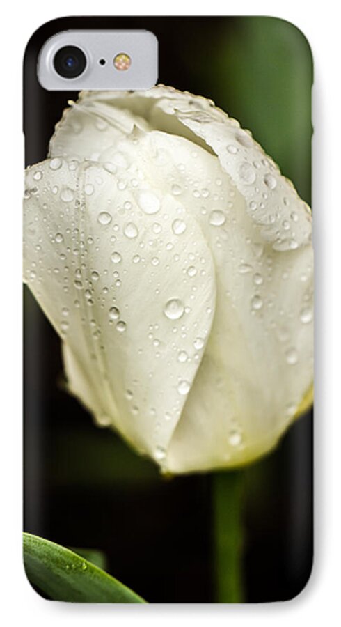 Tulips iPhone 7 Case featuring the photograph Awakening by Sara Frank