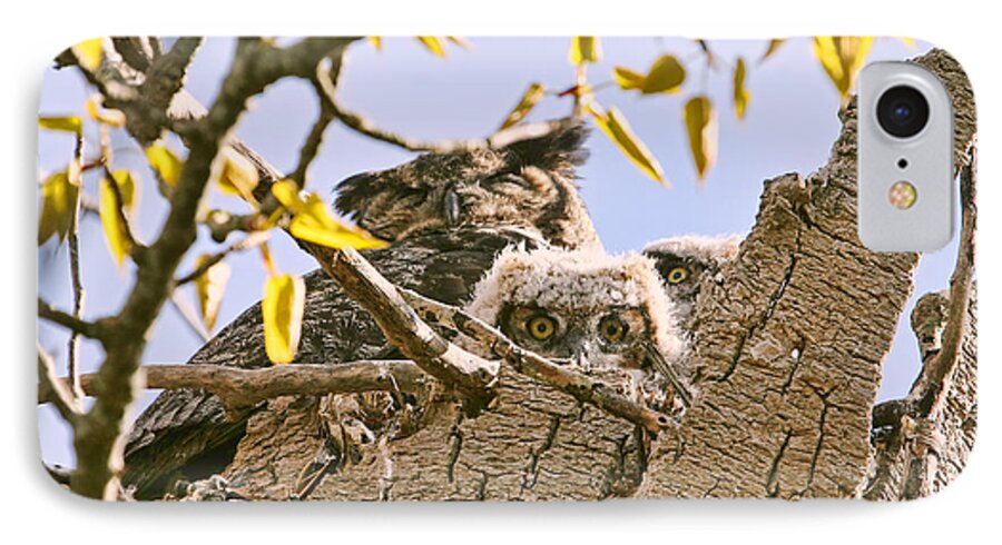 Owls iPhone 7 Case featuring the photograph Baby Great Horned Owls in Nest by Peggy Collins