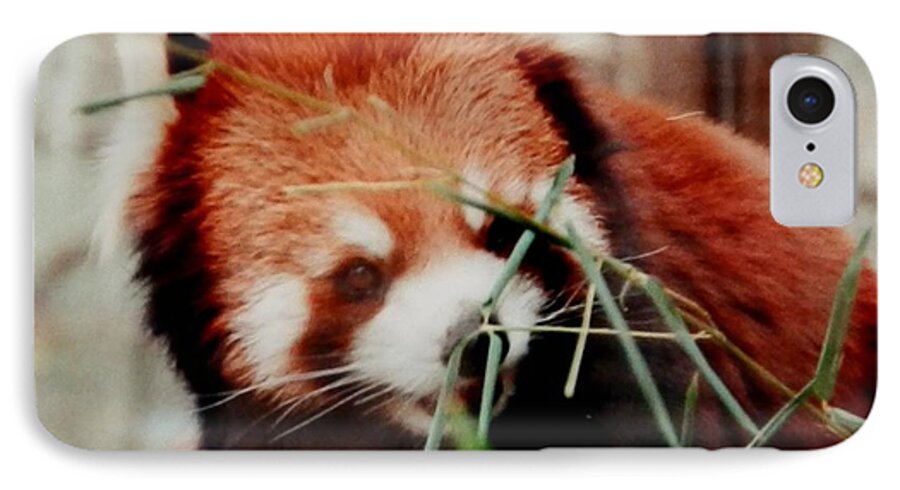 #redpanda #ohiozoo #eatinglunch #baby iPhone 7 Case featuring the photograph Baby Red Panda Bear by Belinda Lee