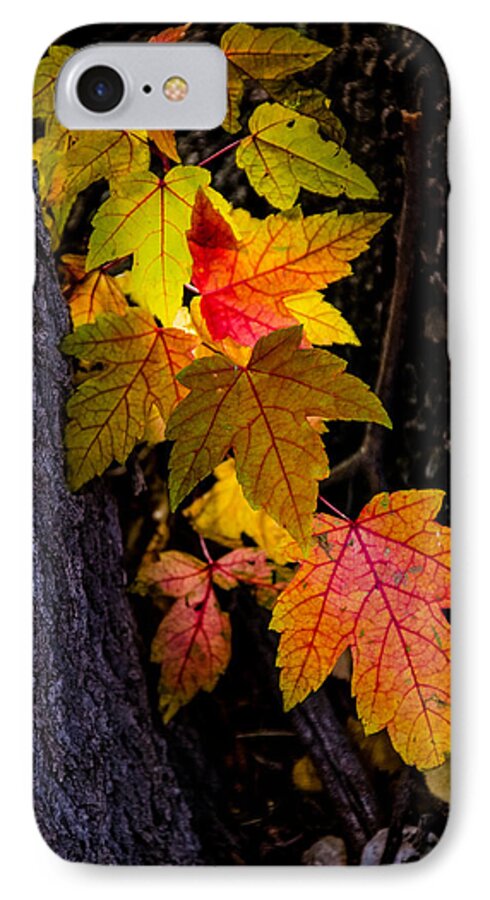 Leaves iPhone 7 Case featuring the photograph Backlit Leaves by Janis Knight