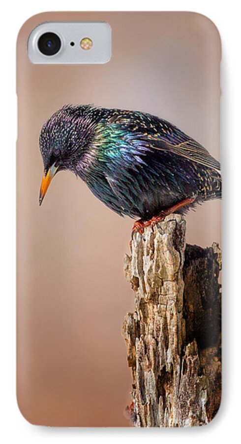 Starling iPhone 7 Case featuring the photograph Backyard Birds European Starling by Bill Wakeley