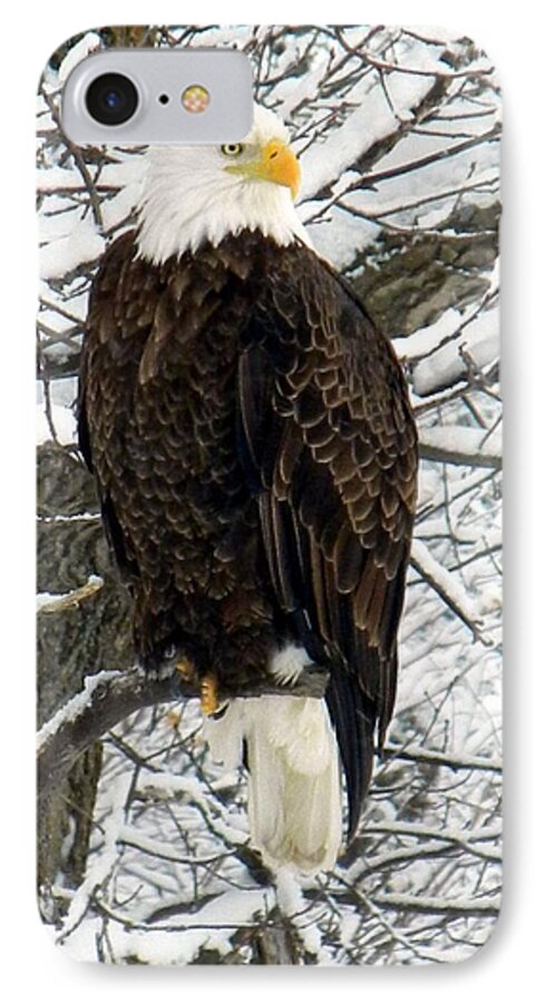 Bald Eagle iPhone 7 Case featuring the photograph Bald Eagle by Penny Meyers