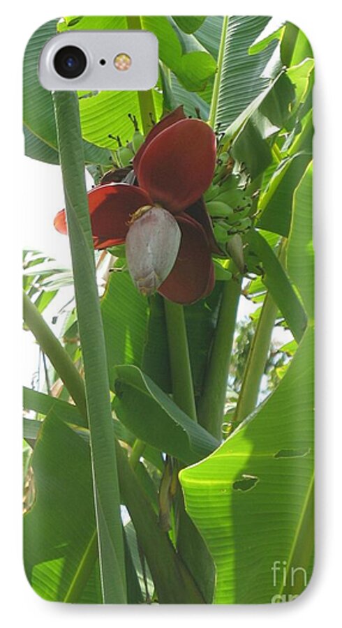 Tropical iPhone 7 Case featuring the photograph Banana Birth by Pamela Shearer