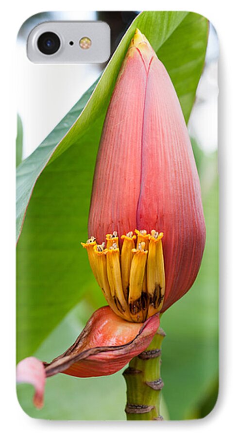 Hawaii iPhone 7 Case featuring the photograph Banana Flower closeup by Dan McManus