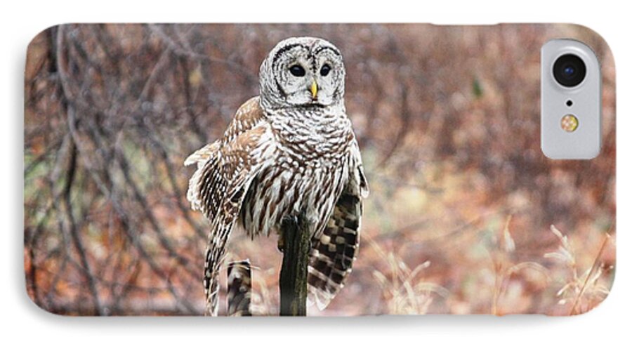 Owl iPhone 7 Case featuring the photograph Barred Owl by Pat Purdy