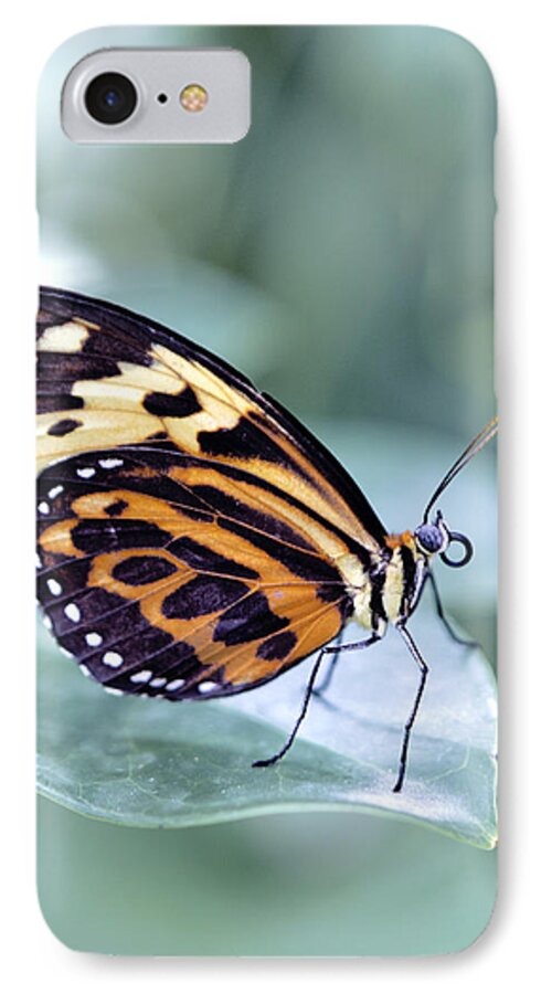 Ed Cracker Butterfly iPhone 7 Case featuring the photograph Beautiful Red Cracker Butterfly by Her Arts Desire
