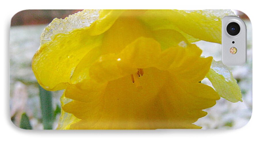 Daffodil iPhone 7 Case featuring the photograph Beauty Within by Suzanne Oesterling