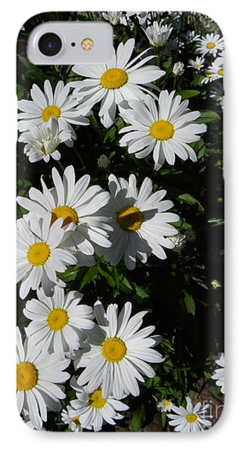 Daisy iPhone 7 Case featuring the photograph Bed of Daisies by KD Johnson