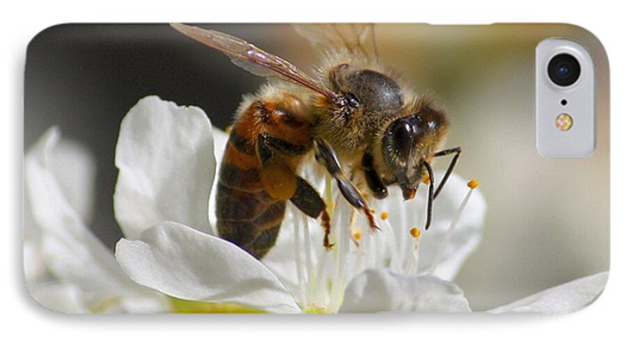 Bee iPhone 7 Case featuring the photograph Bee4Honey by Patrick Witz