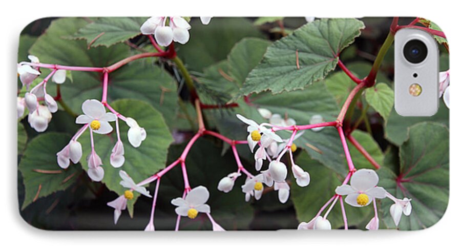 Flora iPhone 7 Case featuring the photograph Begonia olsoniae by Gerry Bates