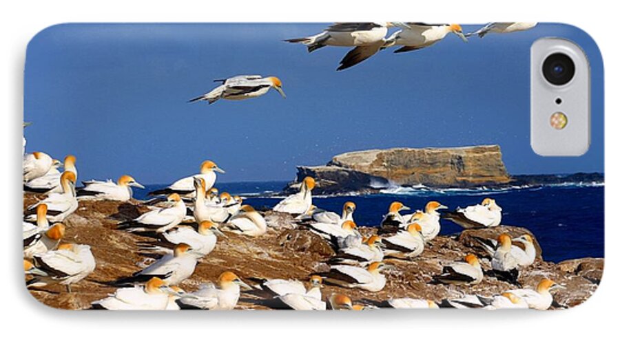Bird iPhone 7 Case featuring the photograph Bird Colony Australia by Henry Kowalski