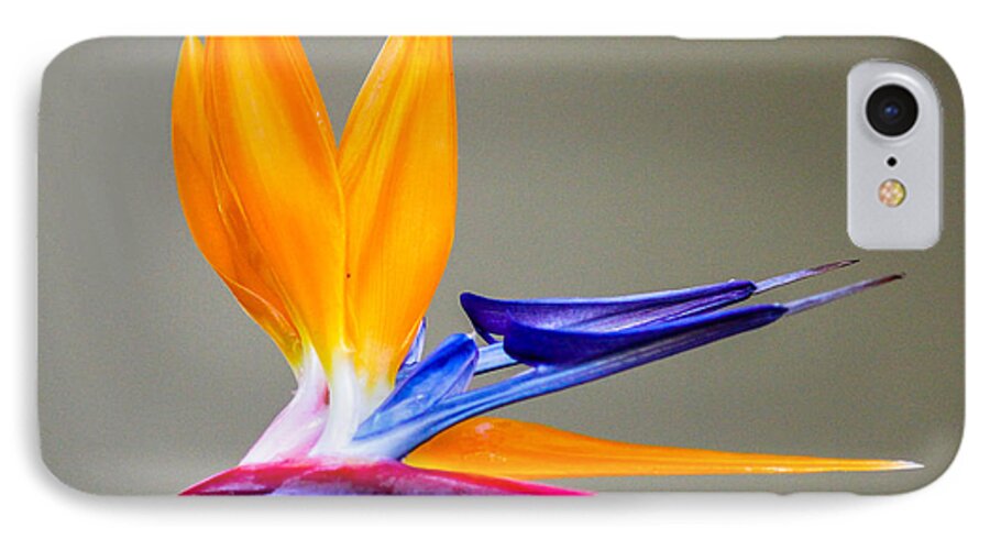 Bird Of Paradise Flower iPhone 7 Case featuring the digital art Bird of Paradise Flower by Photographic Art by Russel Ray Photos