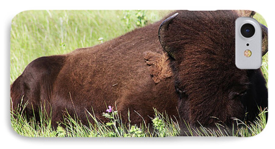 Animal iPhone 7 Case featuring the photograph Bison Nap by Alyce Taylor
