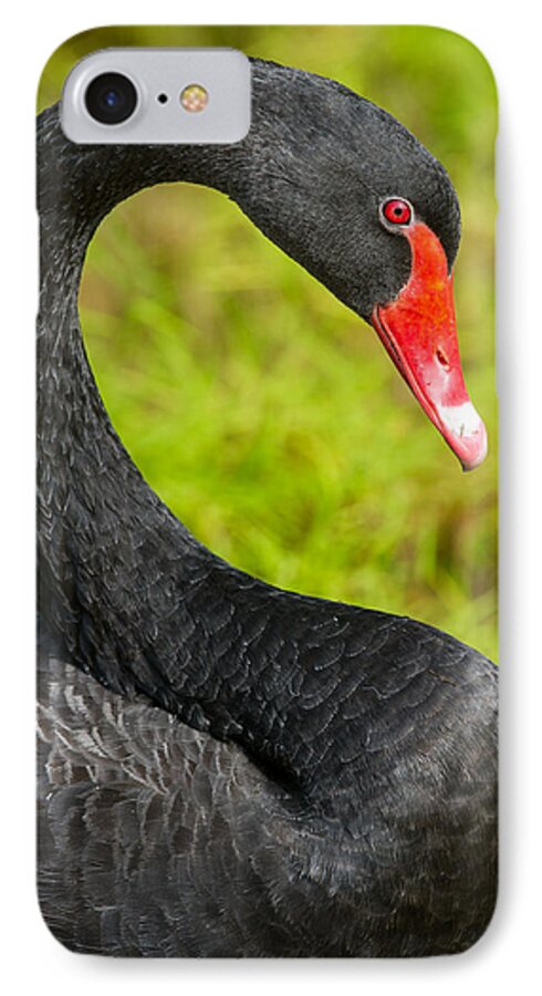 Black iPhone 7 Case featuring the photograph Black Swan by Avian Resources