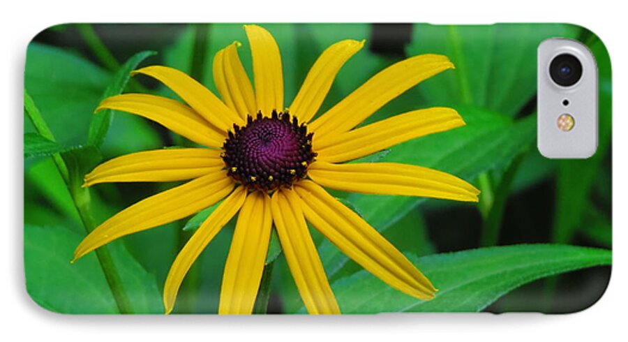 Kathy Long iPhone 7 Case featuring the photograph Blackeye Susan by Kathy Long