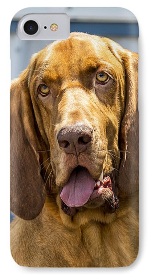 George iPhone 7 Case featuring the photograph Bloodhound by Bill Linhares