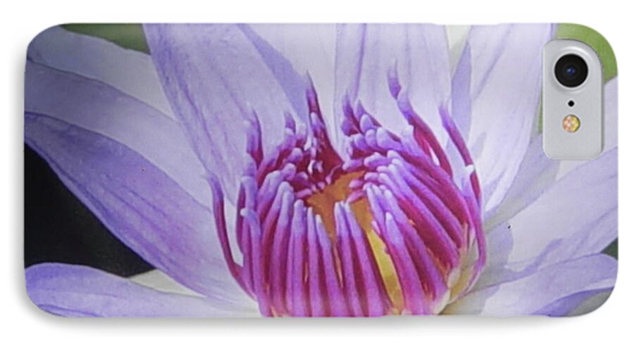 Photograph iPhone 7 Case featuring the photograph Blooming For You by Chrisann Ellis