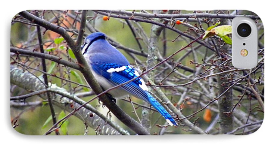 Blue iPhone 7 Case featuring the photograph Blue Jay in a Cold Morning by Edwin Alverio