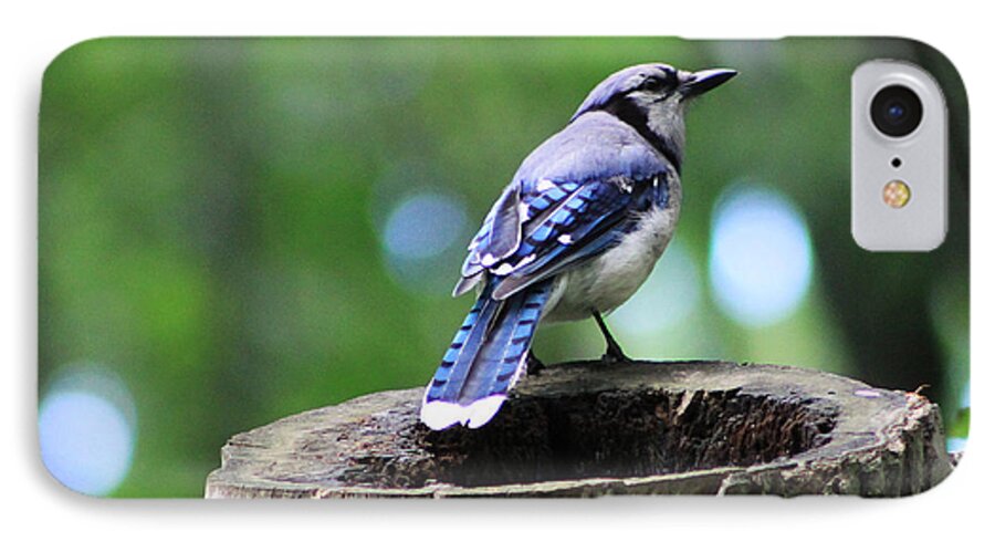 Alyce iPhone 7 Case featuring the photograph Bluejay by Alyce Taylor