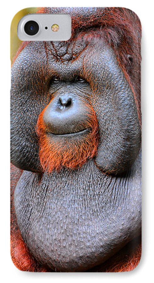 Orangutan iPhone 7 Case featuring the photograph Bornean Orangutan IV by Lourry Legarde