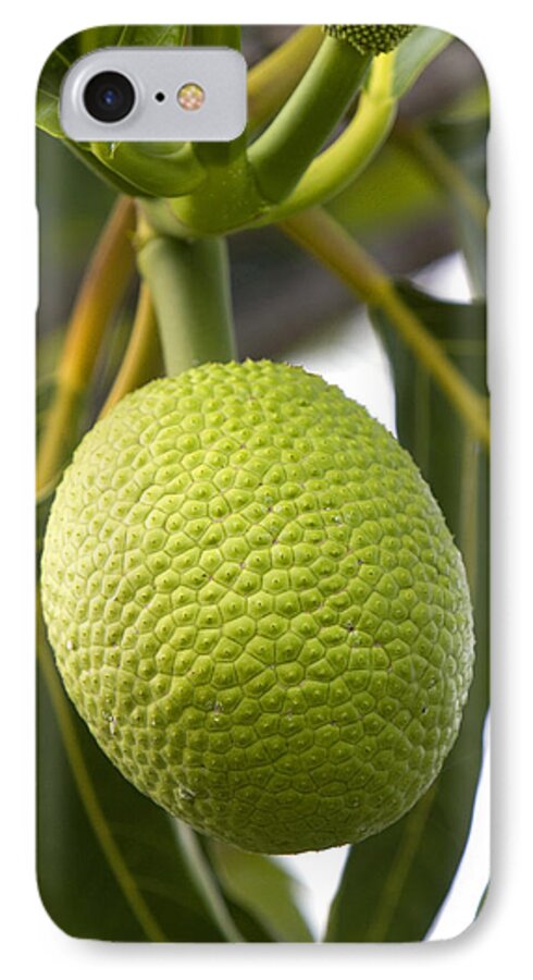 Hawaii iPhone 7 Case featuring the photograph Breadfruit, Hawaii by David R. Frazier