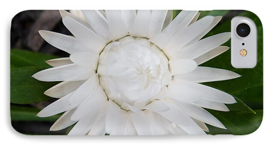 Flower iPhone 7 Case featuring the photograph Brilliant Strawflower by Jeanette Oberholtzer