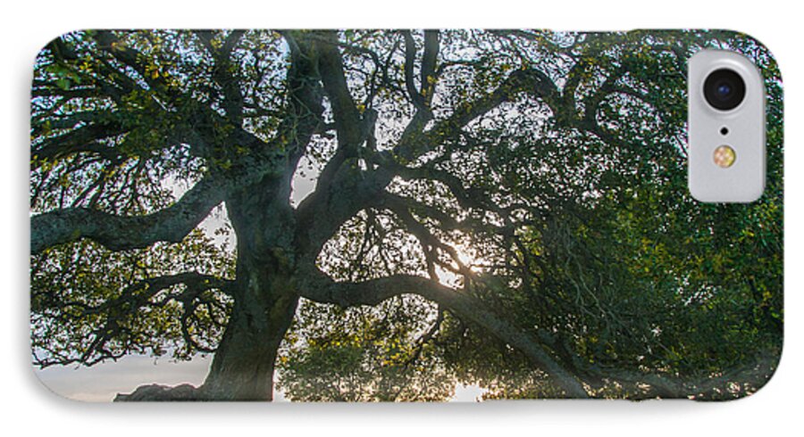 Landscape iPhone 7 Case featuring the photograph Briones Oak by Marc Crumpler