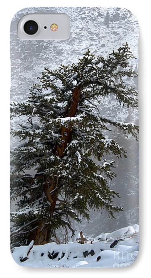 Bristlecone iPhone 7 Case featuring the photograph Bristlecone Pine in Snow by Jane Axman