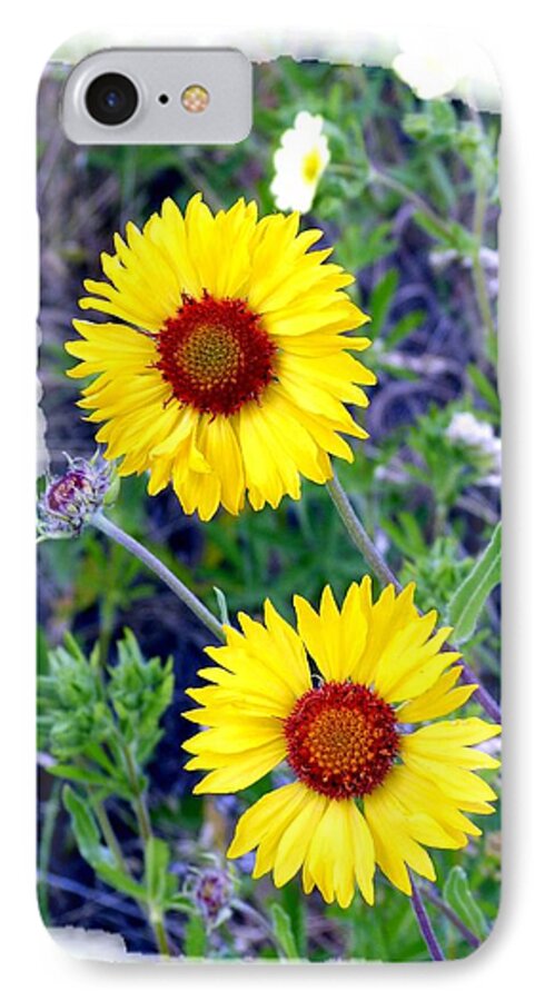 Brown-eyed Susans iPhone 7 Case featuring the photograph Brown- Eyed Susans by Will Borden