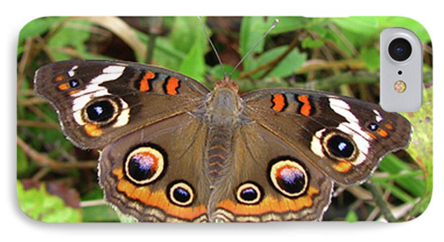 Butterfly iPhone 7 Case featuring the photograph Buckeye Butterfly by Donna Brown